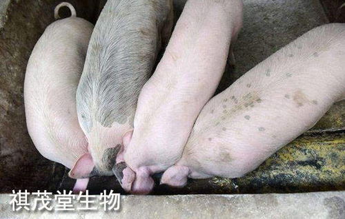 2022年生豬業 以“三高”開局，以深度調整收尾