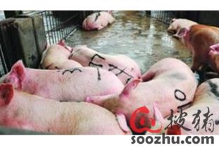 生豬屠宰加工 行業現狀、挑戰與數字化預警的重要性