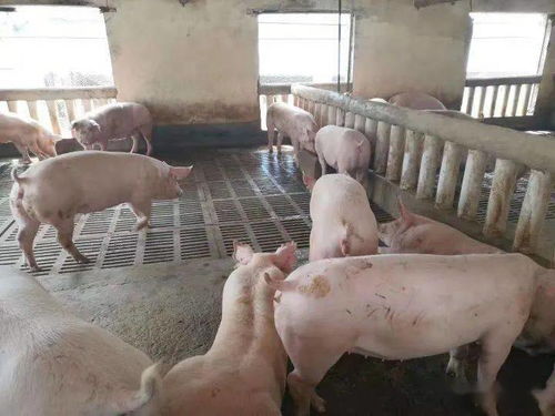 仔豬健壯漲勢強，新鄉大北農產品來幫忙