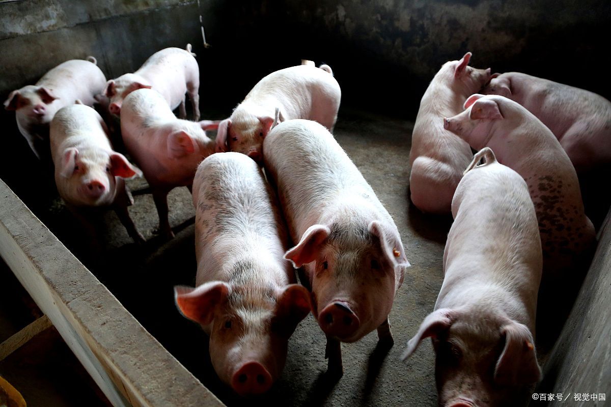 生豬出欄在即 60元/公斤養(yǎng)豬實(shí)錄與圖像全覽